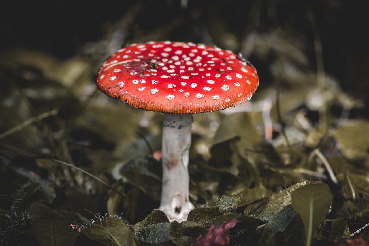 toadstool, nature, forest-7253152.jpg